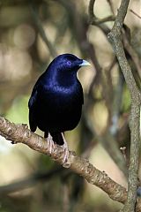 Satin Bowerbird